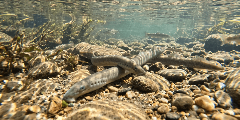 Eastern Lamprey